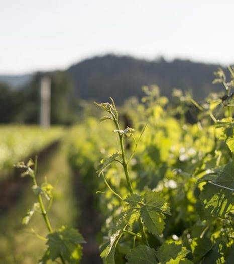 Mixed Blacks - Vineyard Image